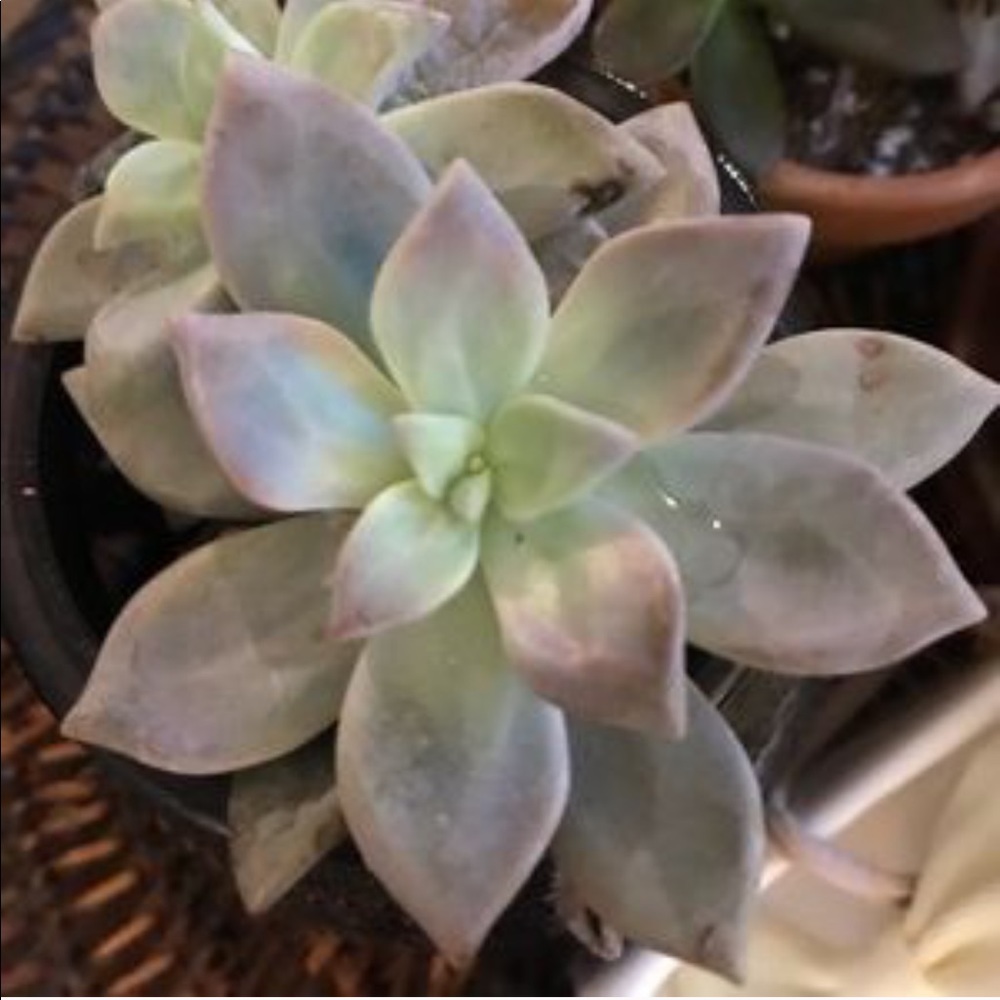 Meet your Posher, Kylee